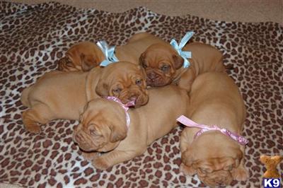 Dogue De Bordeaux Puppies for Sale